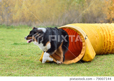 Australian Shepherd dog on agility training 79007144