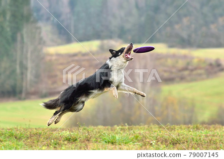 Border collie on frisbee training 79007145
