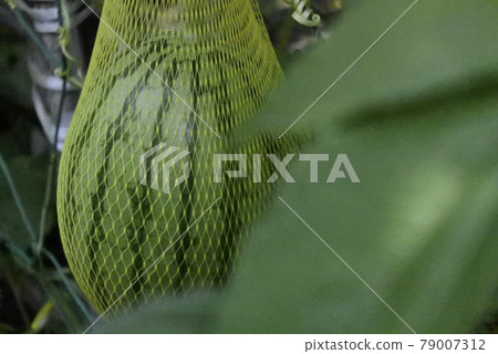 Larger watermelon [Watermelon covered with a net] 79007312
