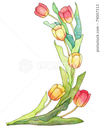A bunch of rounded tulips 79007313