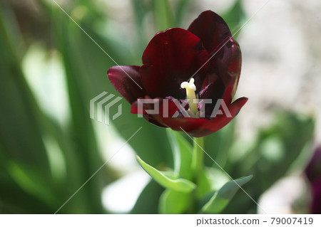 鬱金香黑紫色花 79007419