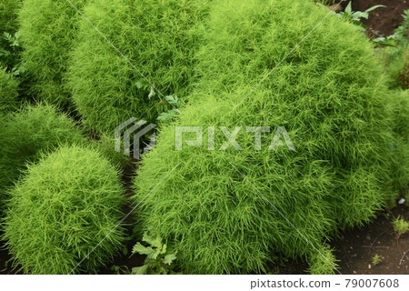 Fresh green Kokia Fresh green Kokia 79007608