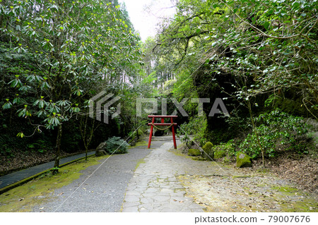 Torii gate in Mizonokuchi Cave built in the forest 79007676
