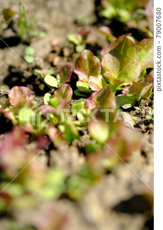 Growing delicious lettuce Growing delicious lettuce 79007680