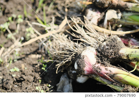 Image of garlic harvested in the vegetable garden Image of garlic harvested in the vegetable garden 79007690