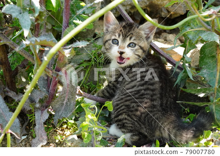 一歲的喜地虎白哥 被流浪貓看管,玩得很好的可愛小貓哥 一歲的喜地虎白哥 被流浪貓看管,玩得很好的可愛小貓哥 79007780