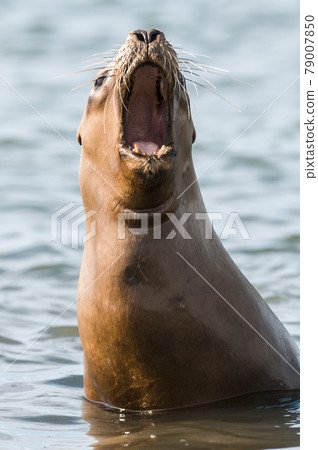 Mother and baby sea lion, Patagonia 79007850