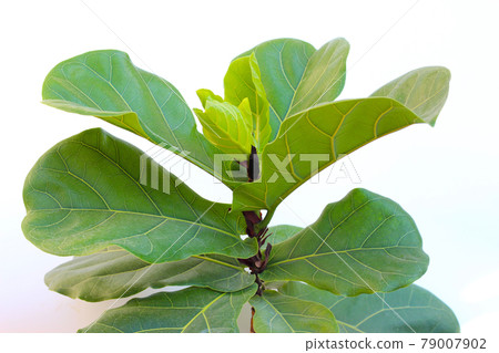 Green leaves of ficus lyrate tree Green leaves of ficus lyrate tree 79007902