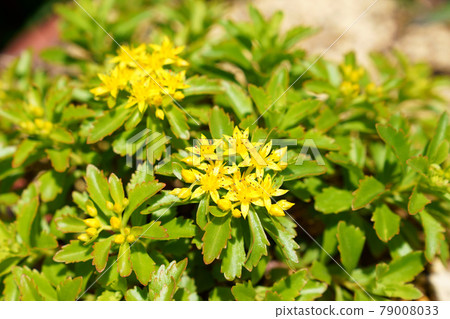 星形花麒麟草 79008033