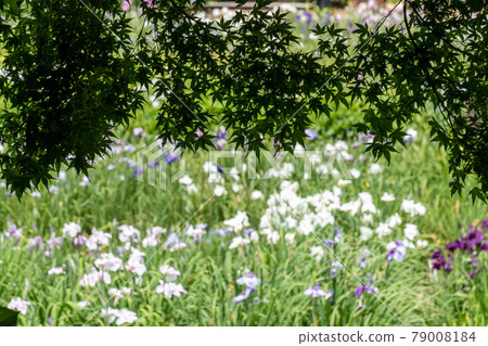 Maple and irises Maple and irises 79008184