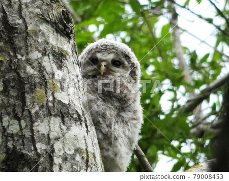 Ezo Owl in Nopporo Forest Park 79008453