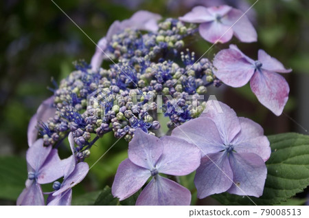 花園裡盛開的紫色繡球花像雨季一樣 79008513