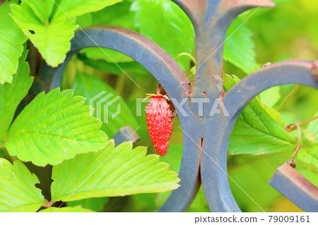 野草莓果實 79009161