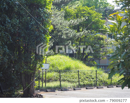 藤塚井草 79009277