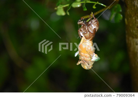 Emergence of cicada Emergence of cicada 79009364