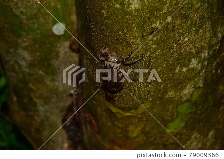Emergence of cicada 79009366