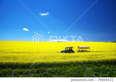 視野極佳的有蓋貨車和油菜田 79009421