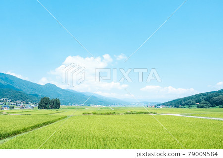 Summer countryside scenery 79009584