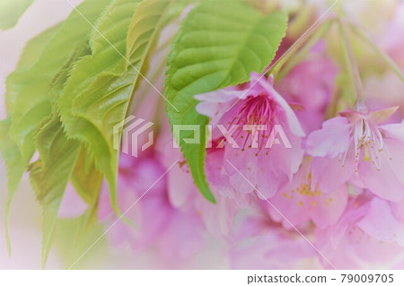 野生烏鴉 79009705