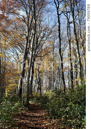 Autumn walk 79009769