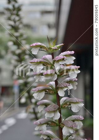 Acanthus after the rain 79009845