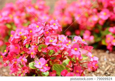 Begonia flowers 79009924