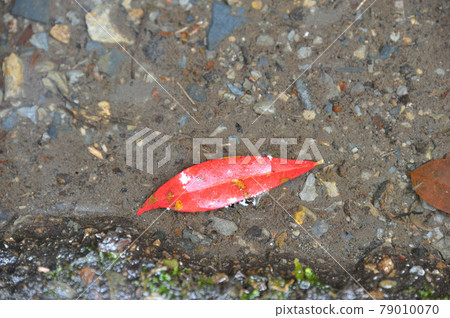 水邊的紅色落葉 79010070