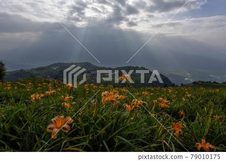 曬太陽山頂曝光,光照射原位色金針花,雲仙照射輻照得到。 曬太陽山頂曝光,光照射原位色金針花,雲仙照射輻照得到。 79010175