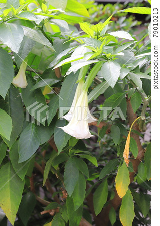 Angel's trumpets flower (Growth Datura) 79010213