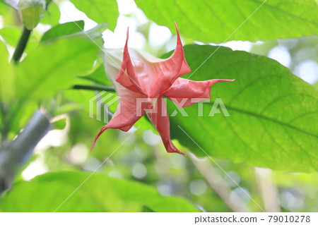 天使Stramppet花(生長韓國早晨臉) 天使Stramppet花(生長韓國早晨臉) 79010278