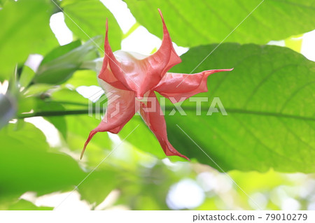 天使Stramppet花(生長韓國早晨臉) 天使Stramppet花(生長韓國早晨臉) 79010279