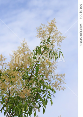 Griffith's ash flower in full bloom Griffith's ash flower in full bloom 79010309