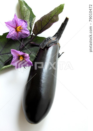 新鮮採摘的茄子 79010472