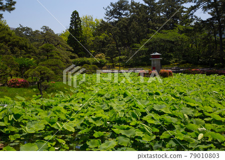 白山神社的神奇蓮花 白山神社的神奇蓮花 79010803
