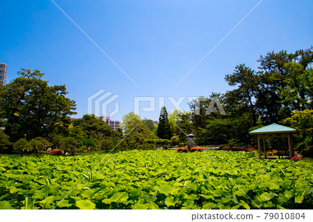 白山神社的神奇蓮花 79010804