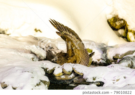 捕捉布萊基斯頓的貓頭鷹魚 79010822