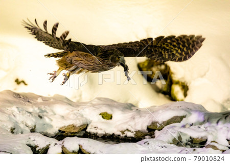 會飛的貓頭鷹 79010824