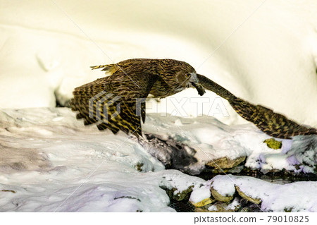 會飛的貓頭鷹 會飛的貓頭鷹 79010825