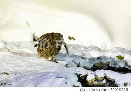 布萊基斯頓的貓頭鷹觀察情況 79010826