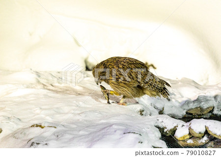 布拉基斯頓的貓頭鷹吃多莉·瓦登鱒魚 79010827