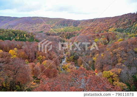 Superb view of autumn leaves from Jogakura Ohashi @ Aomori Superb view of autumn leaves from Jogakura Ohashi @ Aomori 79011078