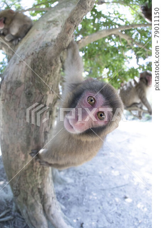 日本獼猴 79011150