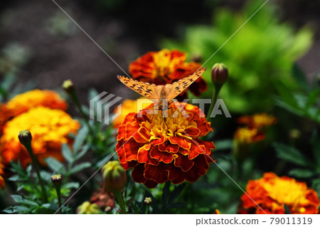 Leopard butterfly and marigold Leopard butterfly and marigold 79011319