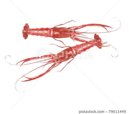 兩隻紅蝦 兩隻紅蝦 79011449