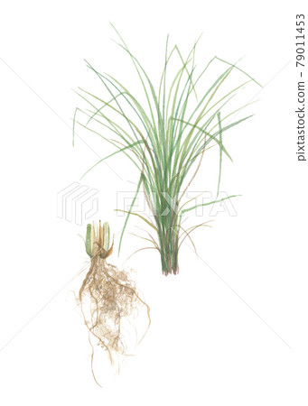 香根草 Usal Kasukasugaya 葉和根 79011453