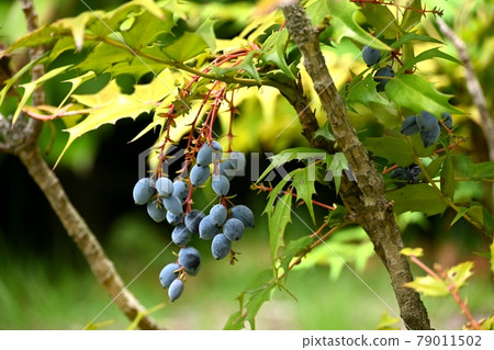 Mahonia japonica fruit Mahonia japonica fruit 79011502