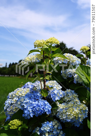 Blue sky and hydrangea 79011507