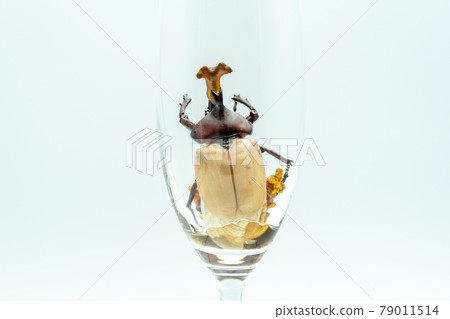 Emergence of beetle 79011514