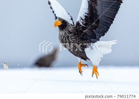 飛斯特勒的海鷹 飛斯特勒的海鷹 79011774