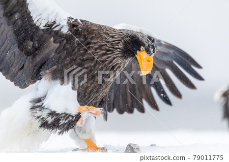 虎頭海雕踐踏 79011775